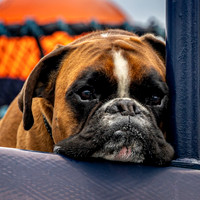 10_JDHannis_The Boxer of Valdez_A