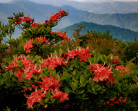 14_JDHannis_Roan Mountain Azaleas - Red_A