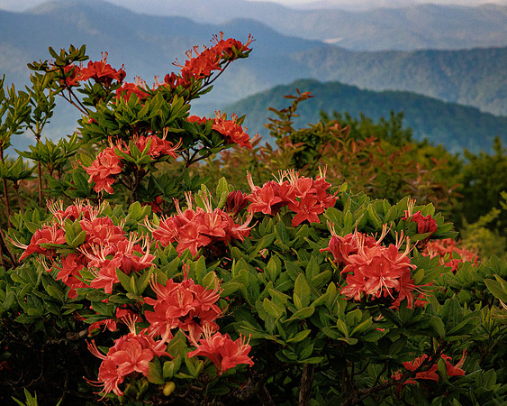 14_JDHannis_Roan Mountain Azaleas - Red_A